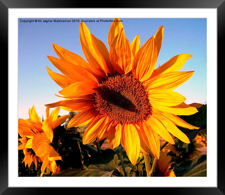 Sunflower against blue sky,Merry Christmas , Framed Mounted Print by Ali asghar Mazinanian