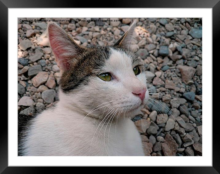  My cat, Framed Mounted Print by Ali asghar Mazinanian