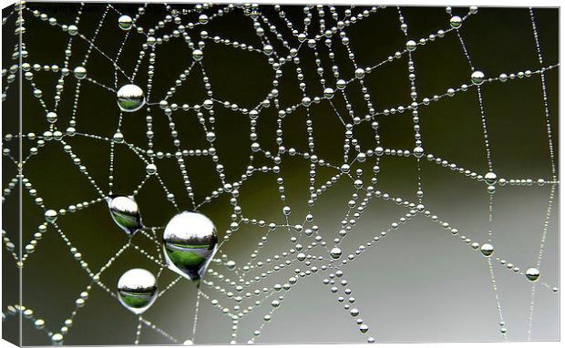  Inverted Spider Web Dew Canvas Print by Mark  F Banks