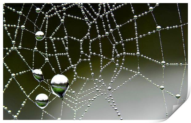  Inverted Spider Web Dew Print by Mark  F Banks