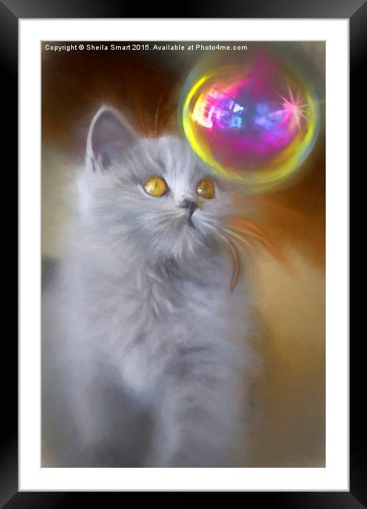 British blue kitten watches bubble Framed Mounted Print by Sheila Smart