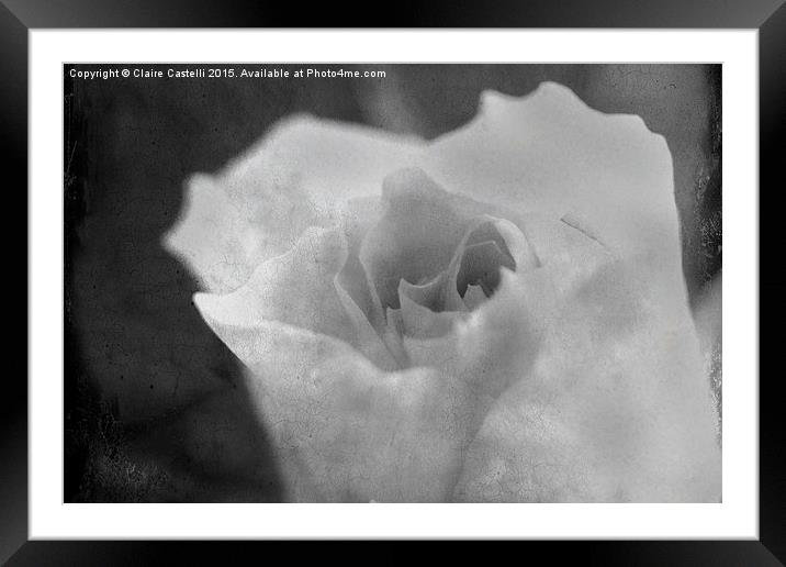  black and white rose Framed Mounted Print by Claire Castelli