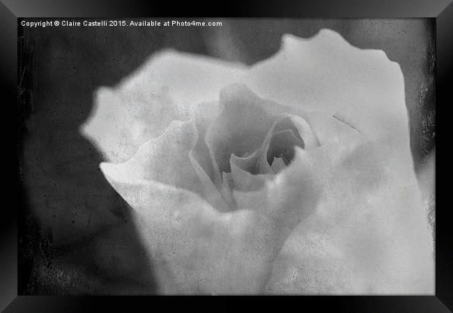  black and white rose Framed Print by Claire Castelli