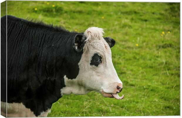 Cheeky Cow Canvas Print by Steve Purnell