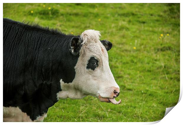 Cheeky Cow Print by Steve Purnell