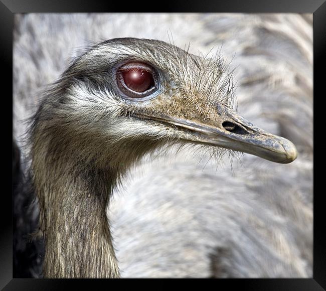 Ostrich Framed Print by Mike Gorton