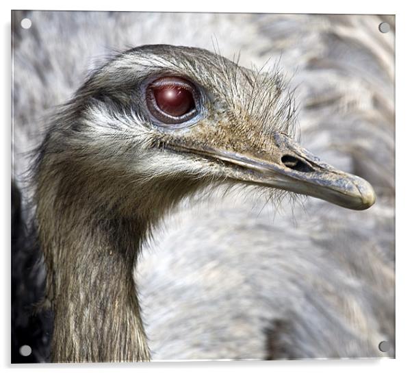 Ostrich Acrylic by Mike Gorton