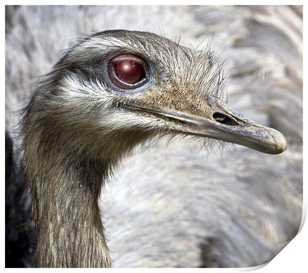 Ostrich Print by Mike Gorton