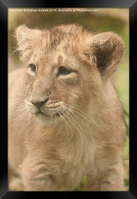 Asiatic Lion cub  Framed Print by Andrew Bartlett
