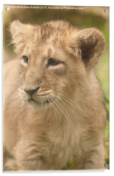 Asiatic Lion cub  Acrylic by Andrew Bartlett