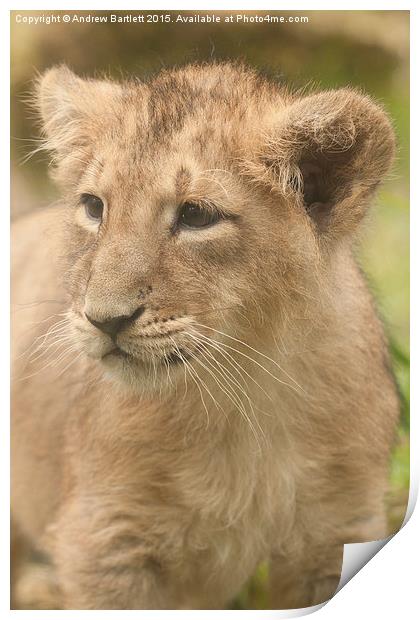 Asiatic Lion cub  Print by Andrew Bartlett
