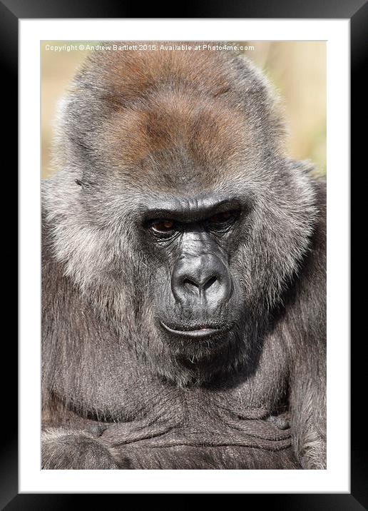 Western Lowland Gorilla Framed Mounted Print by Andrew Bartlett