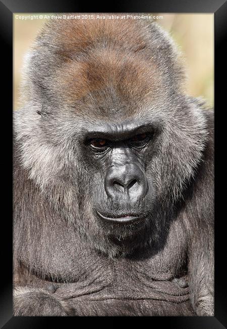 Western Lowland Gorilla Framed Print by Andrew Bartlett
