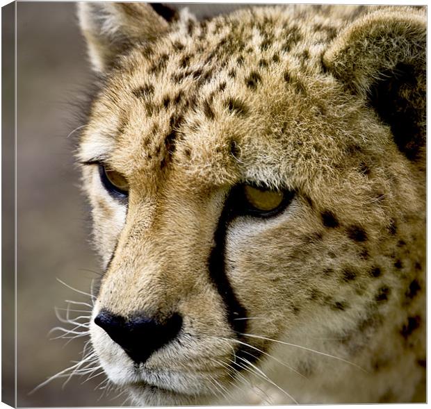 Cheetah Head Canvas Print by Mike Gorton