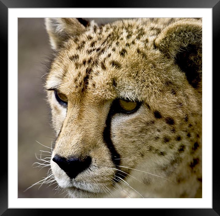 Cheetah Head Framed Mounted Print by Mike Gorton