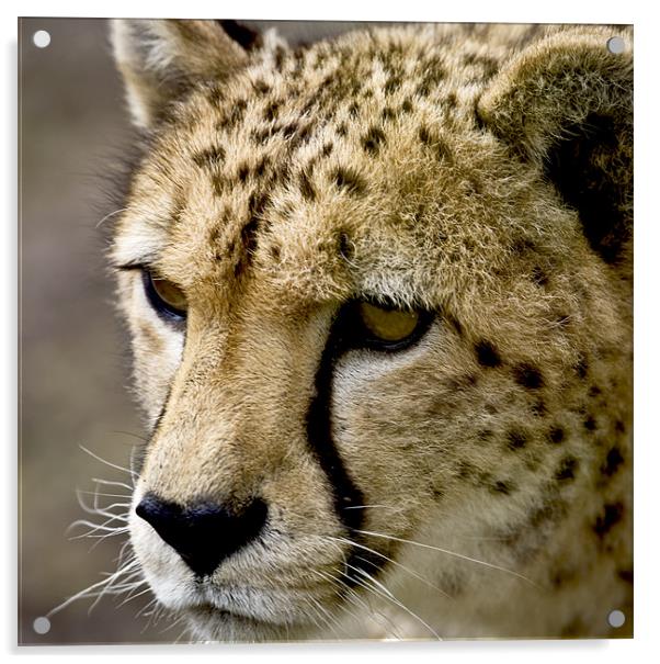 Cheetah Head Acrylic by Mike Gorton