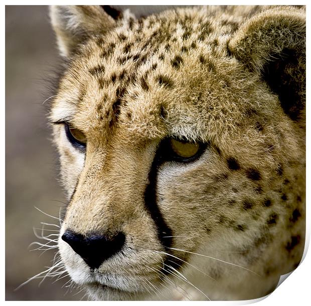 Cheetah Head Print by Mike Gorton