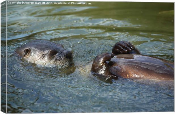 Otter swimming. Canvas Print by Andrew Bartlett