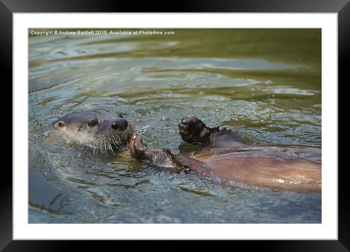  Otter swimming Framed Mounted Print by Andrew Bartlett