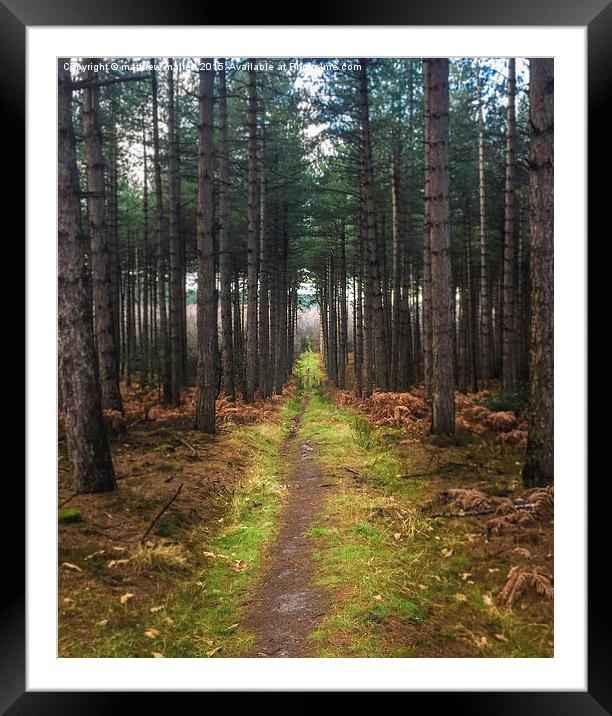  Forest pathway to? Framed Mounted Print by matthew  mallett
