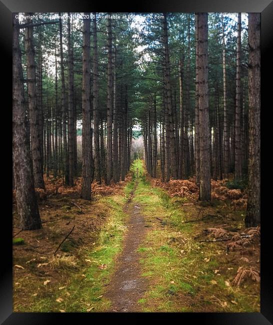  Forest pathway to? Framed Print by matthew  mallett