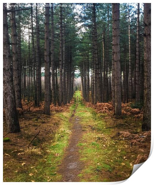  Forest pathway to? Print by matthew  mallett