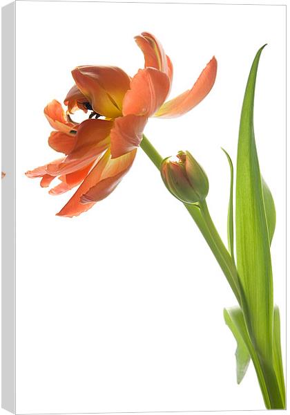 Orange Tulip Canvas Print by Ann Garrett