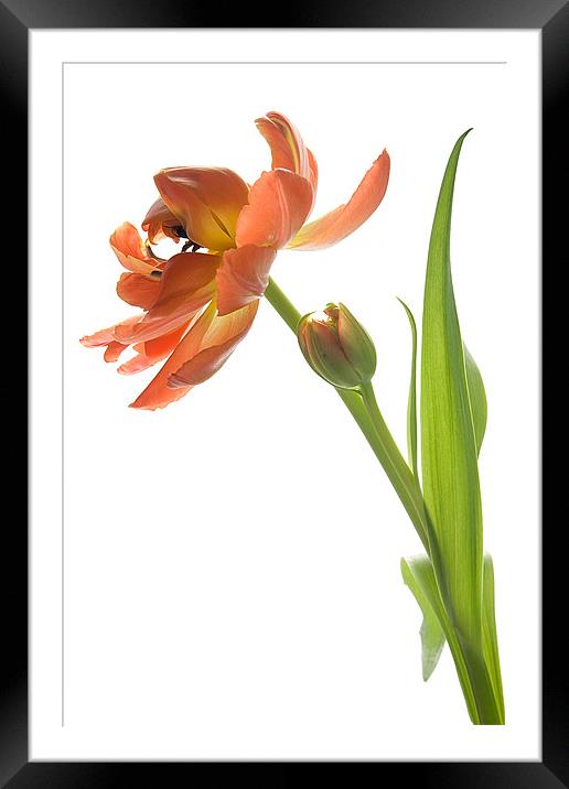 Orange Tulip Framed Mounted Print by Ann Garrett