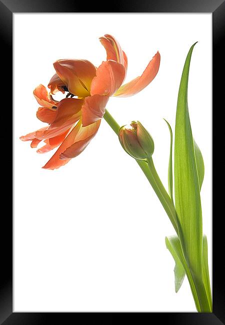 Orange Tulip Framed Print by Ann Garrett