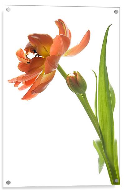 Orange Tulip Acrylic by Ann Garrett