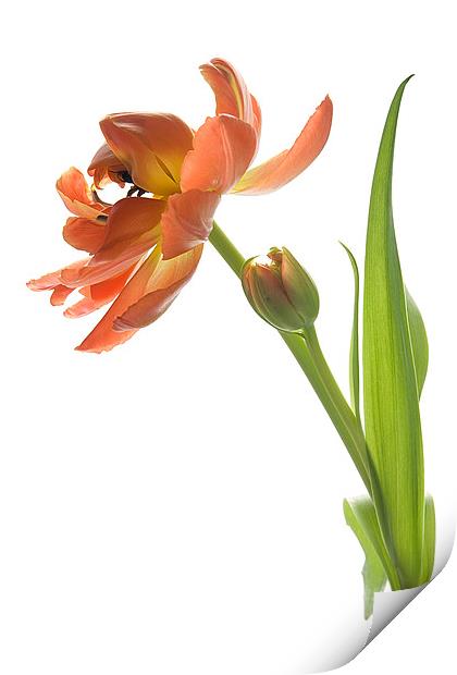 Orange Tulip Print by Ann Garrett