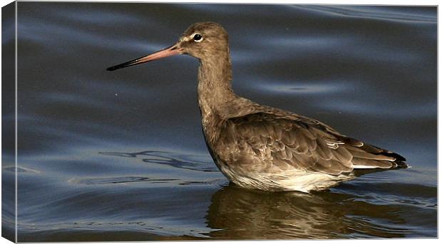 The Black Tailed Godwit Canvas Print by Trevor White