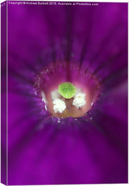  Macro of a purple Petunia. Canvas Print by Andrew Bartlett