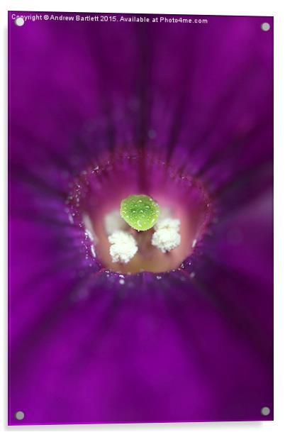  Macro of a purple Petunia. Acrylic by Andrew Bartlett