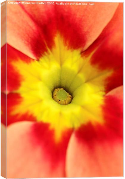 Macro of a Polyanthus.  Canvas Print by Andrew Bartlett