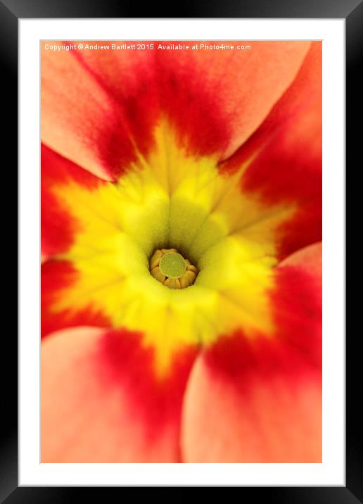 Macro of a Polyanthus.  Framed Mounted Print by Andrew Bartlett