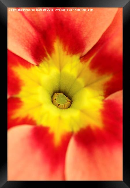 Macro of a Polyanthus.  Framed Print by Andrew Bartlett