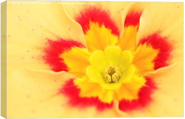  Macro of a Polyanthus. Canvas Print by Andrew Bartlett