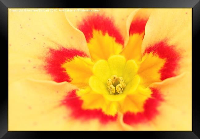  Macro of a Polyanthus. Framed Print by Andrew Bartlett
