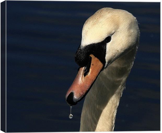 Swan Droplets Canvas Print by Trevor White