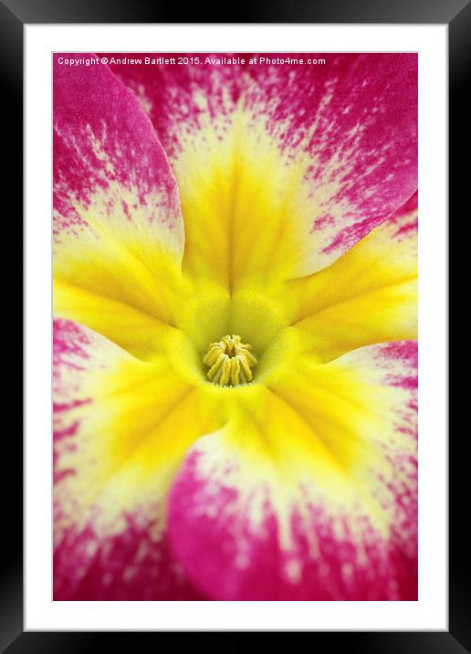 Macro of a Polyanthus. Framed Mounted Print by Andrew Bartlett