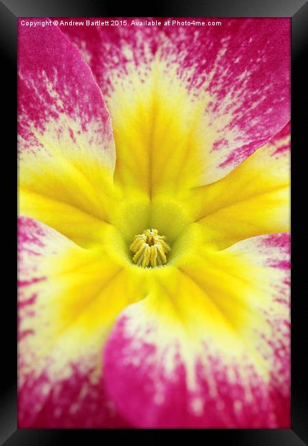 Macro of a Polyanthus. Framed Print by Andrew Bartlett