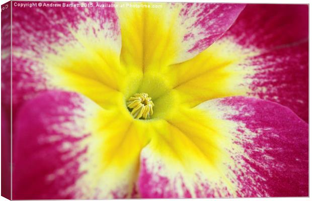 Macro of a Polyanthus. Canvas Print by Andrew Bartlett