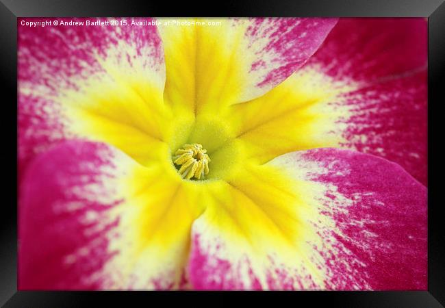 Macro of a Polyanthus. Framed Print by Andrew Bartlett