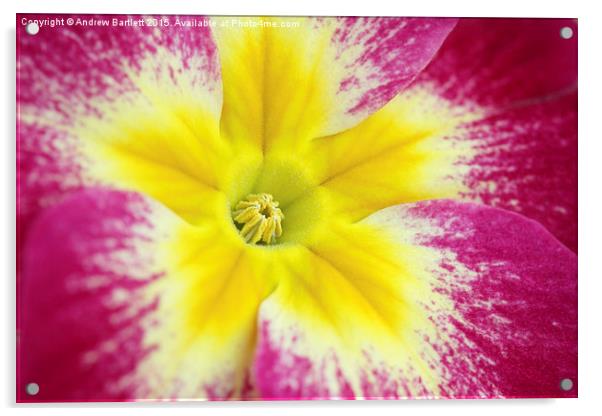 Macro of a Polyanthus. Acrylic by Andrew Bartlett