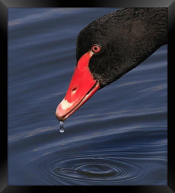 The Black Swan Framed Print by Trevor White