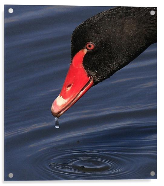 The Black Swan Acrylic by Trevor White