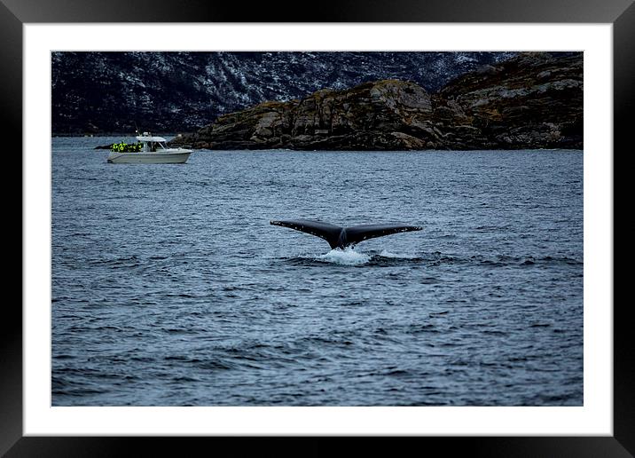 Humpback Whale Diving, Norway Framed Mounted Print by Mark Llewellyn