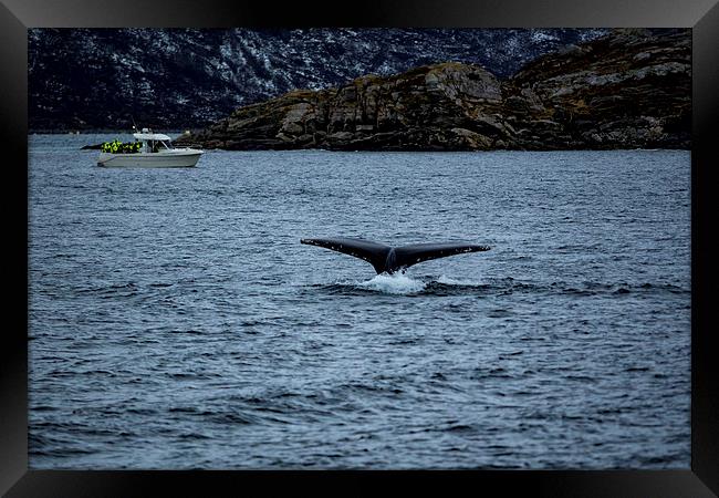 Humpback Whale Diving, Norway Framed Print by Mark Llewellyn