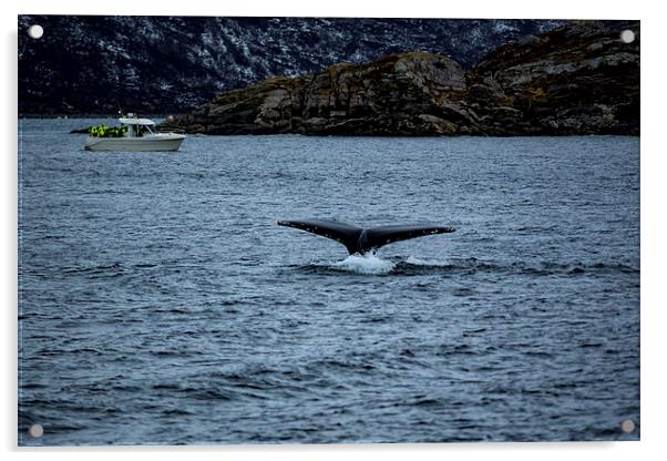Humpback Whale Diving, Norway Acrylic by Mark Llewellyn